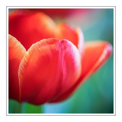 Tulips - olejek zapachowy