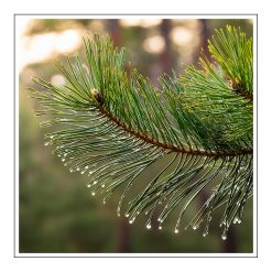 Pine - olejek zapachowy - 20ml