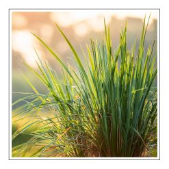 Lemongrass - olejek zapachowy