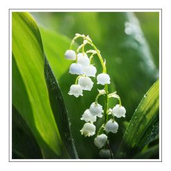 Lily of the valley - olejek zapachowy