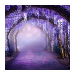 Wisteria - olejek zapachowy