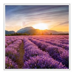 Lavender Fields - olejek zapachowy