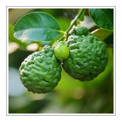 Bergamot - olejek zapachowy