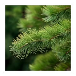 Evergreen - olejek eteryczny zapachowy