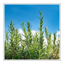 Blue Rosemary - olejek zapachowy