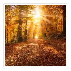 Cashmere Woods - olejek zapachowy