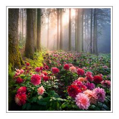 Dahlia Woods Diffuser/Candle Mod- olejek zapachowy