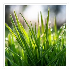 Fresh Cut Grass  - olejek zapachowy