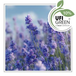 Lawenda w świetle dziennym na tle nieba.